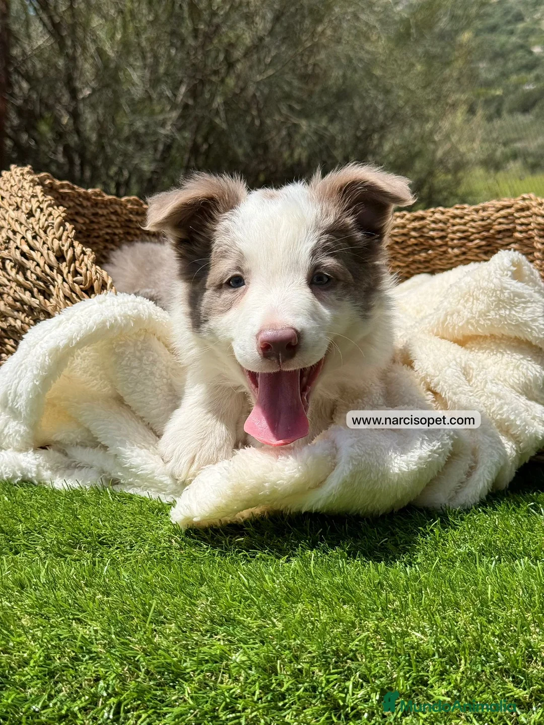 Border Collie perros en venta: BORDER COLLIE LILAC MACHO - Anuncio 5