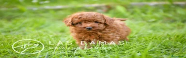 Caniche Toy