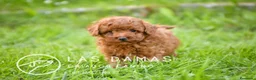 Caniche Toy perros en venta: Caniches toy disponibles - Anuncio 5