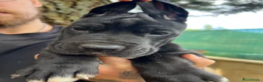 Dogo Alemán 4