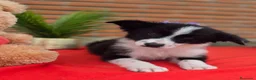 Border Collie perros en venta: Preciosos cachorros de border collie - Anuncio 1