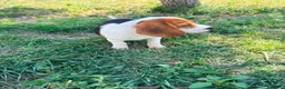 Beagle perros en venta: Beagle - Anuncio 11