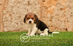 Beagle perros en venta: Beagle tricolor - Imagen 8