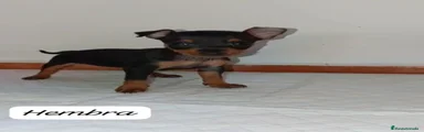 Pinscher Miniatura 2