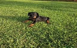 Dobermann perros en venta: Últimos 2 cachorros de Doberman!! - Imagen 2