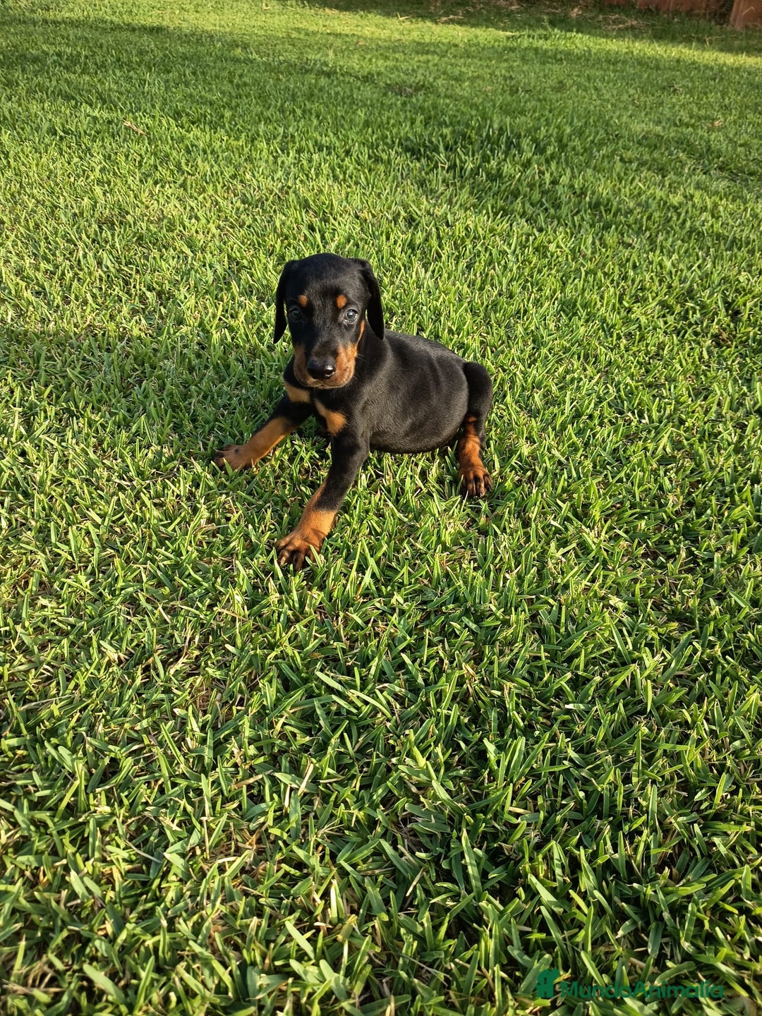 Dobermann perros en venta: Últimos 2 cachorros de Doberman!! - Imagen 2
