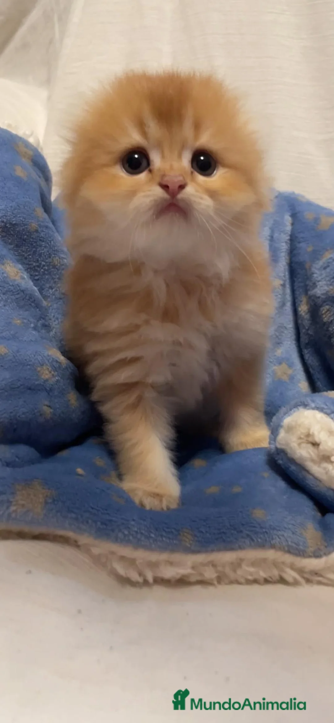 Scottish Fold gatos en venta: Camada gatos chinchilla - Anuncio 4