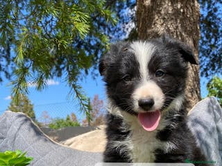 Border Collie perros BORDER COLLIE EXCELENTE LINEA - Anuncio 1