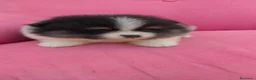 Pomerania perros en venta: POMERANIA TOY PARTY FUEGO HEMBRA  - Anuncio 2