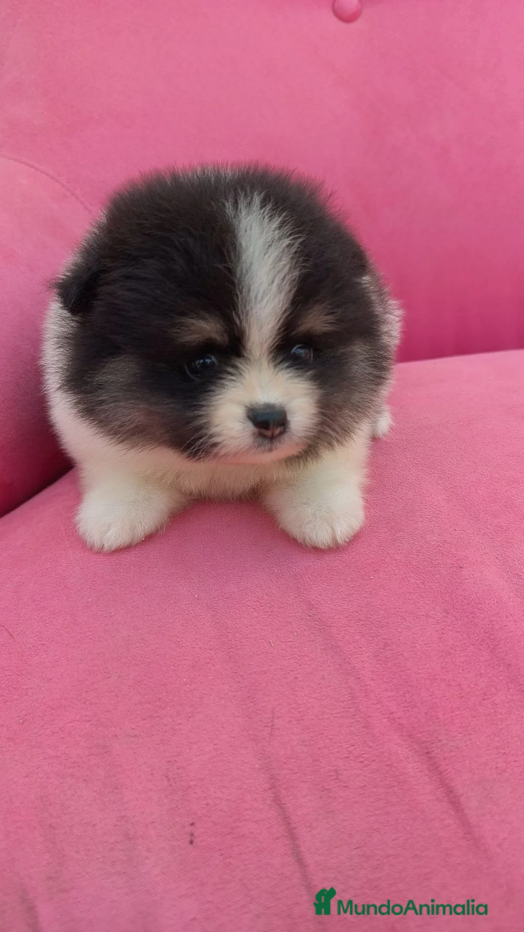 Pomerania perros en venta: POMERANIA TOY PARTY FUEGO HEMBRA  - Anuncio 2