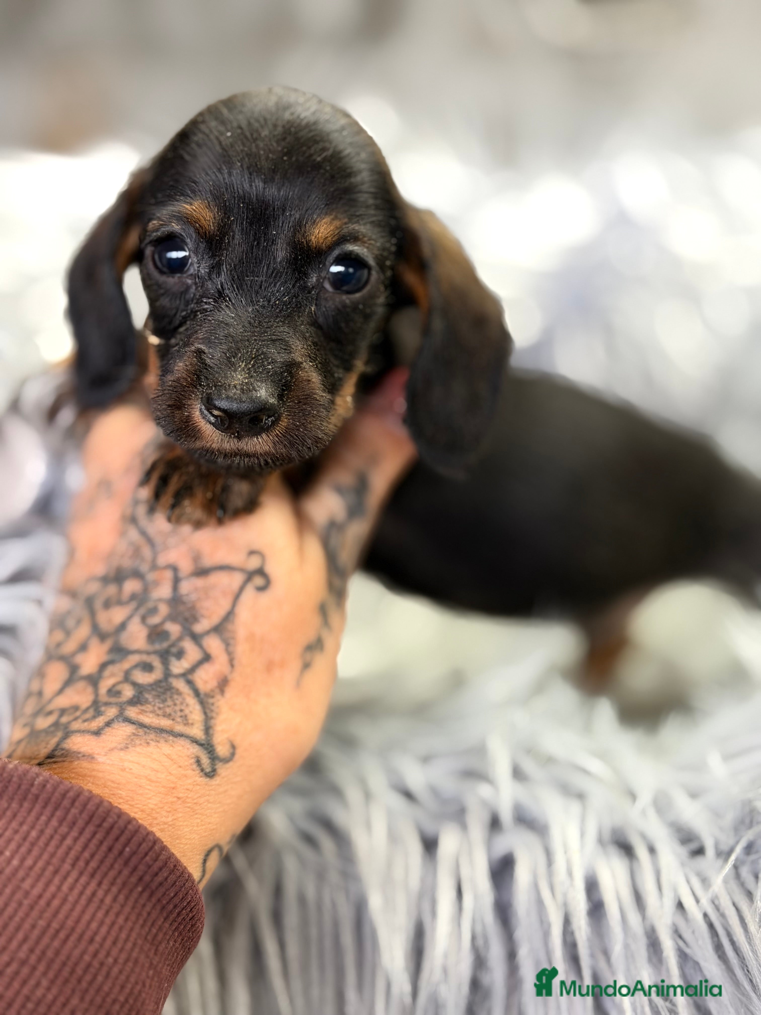 Teckel Miniatura perros Teckel Kaninchen pelo corto  - Anuncio 2