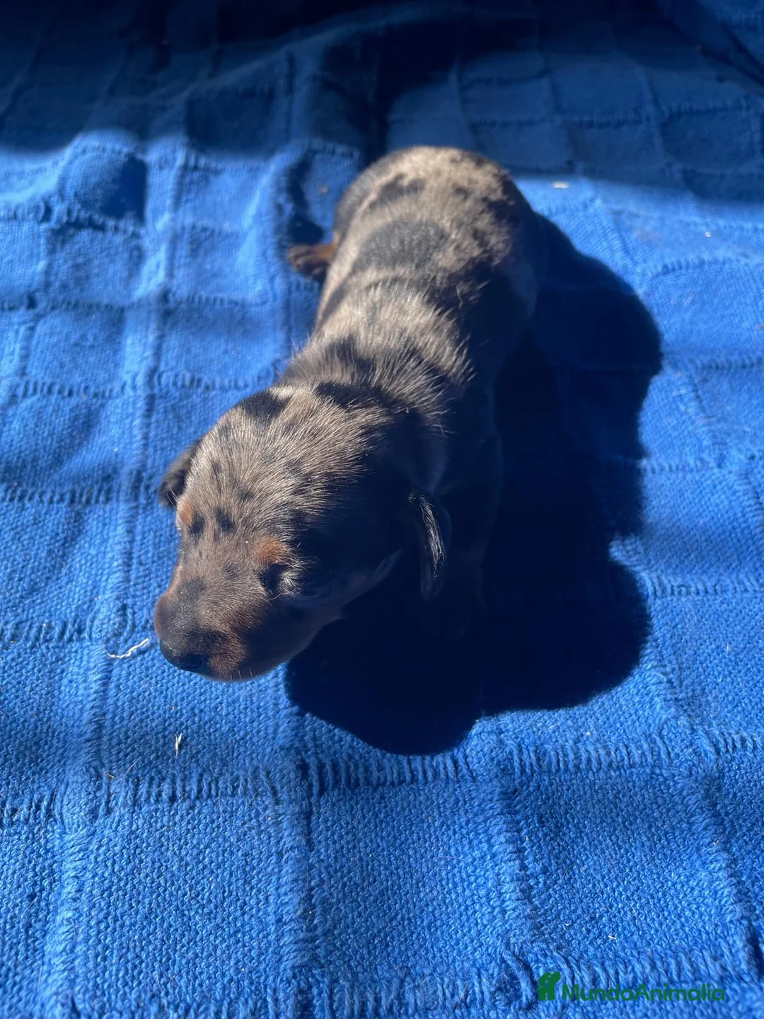 Teckel Miniatura perros en venta: teckel miniatura - Anuncio 1