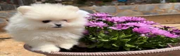 Pomerania perros en venta: Pomerania carita de osito líneas muy bonitas!! - Anuncio 3