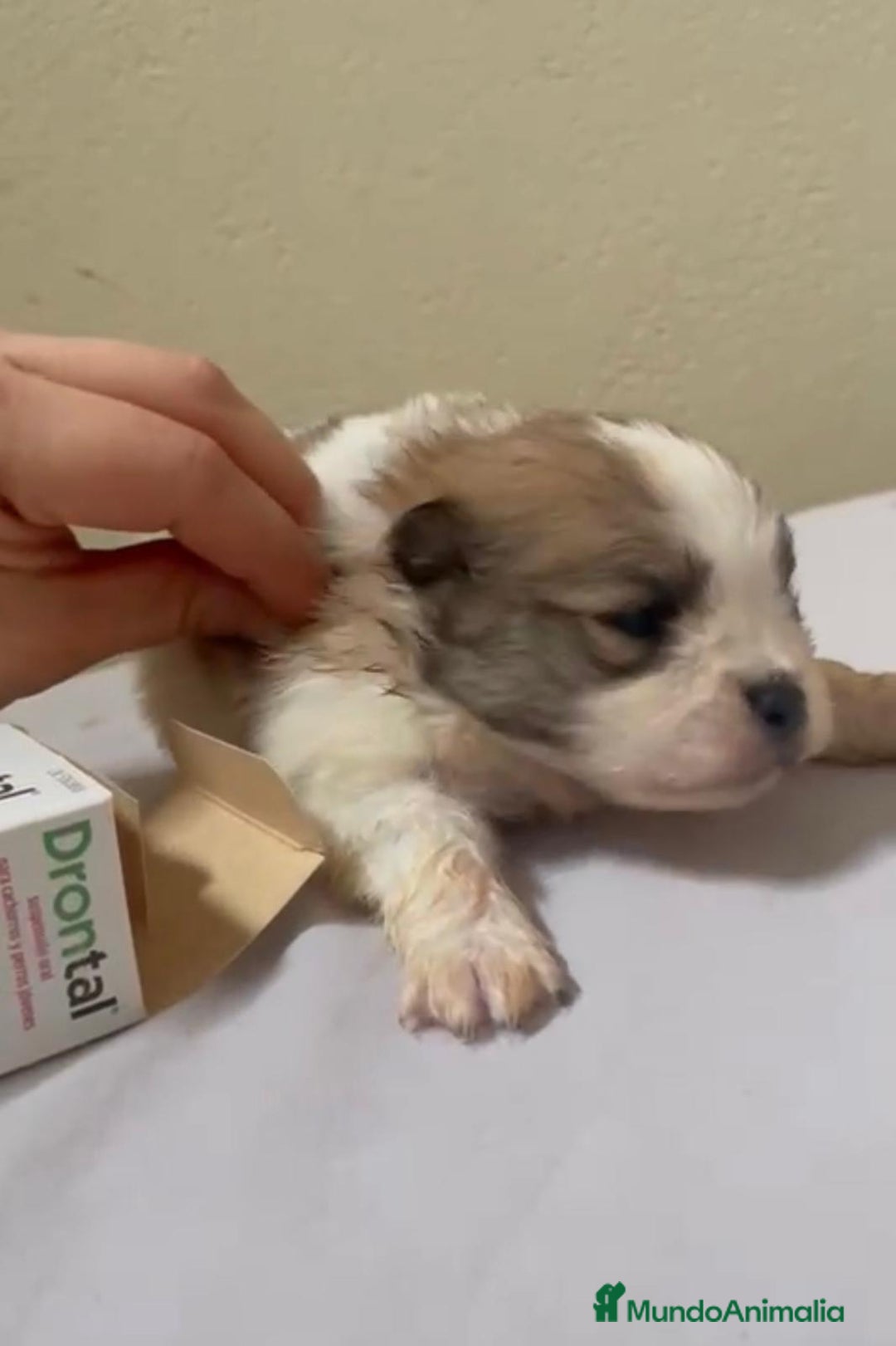 Pomerania perros en venta: Lulu pomerania toy - Anuncio 8