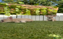 Chihuahua perros en venta: CHIHUAHUA MACHO - Imagen 17