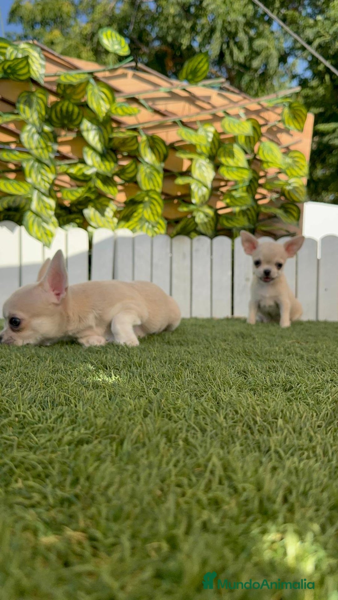 Chihuahua perros en venta: CHIHUAHUA MACHO - Imagen 17