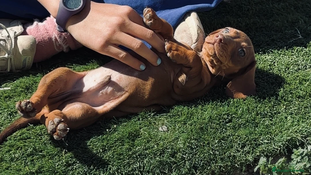 Teckel Miniatura perros en venta: Teckel miniatura color caramelo - Anuncio 1