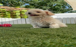 Maltipoo perros en venta: MALTIPOO MINI TOY MUY PEQUEÑITO (2-2´5k adulto) - Imagen 19
