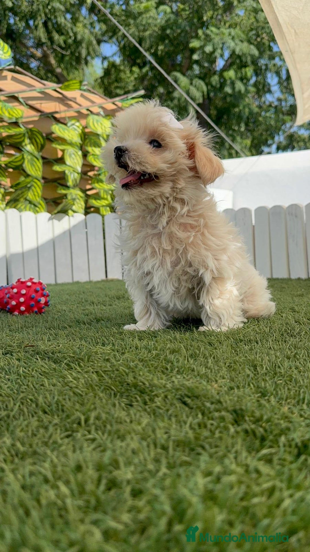 Maltipoo perros en venta: MALTIPOO MINI TOY MUY PEQUEÑITO (2-2´5k adulto) - Imagen 19