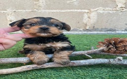 Yorkshire Terrier perros en venta: Ultimo machito - Imagen 4