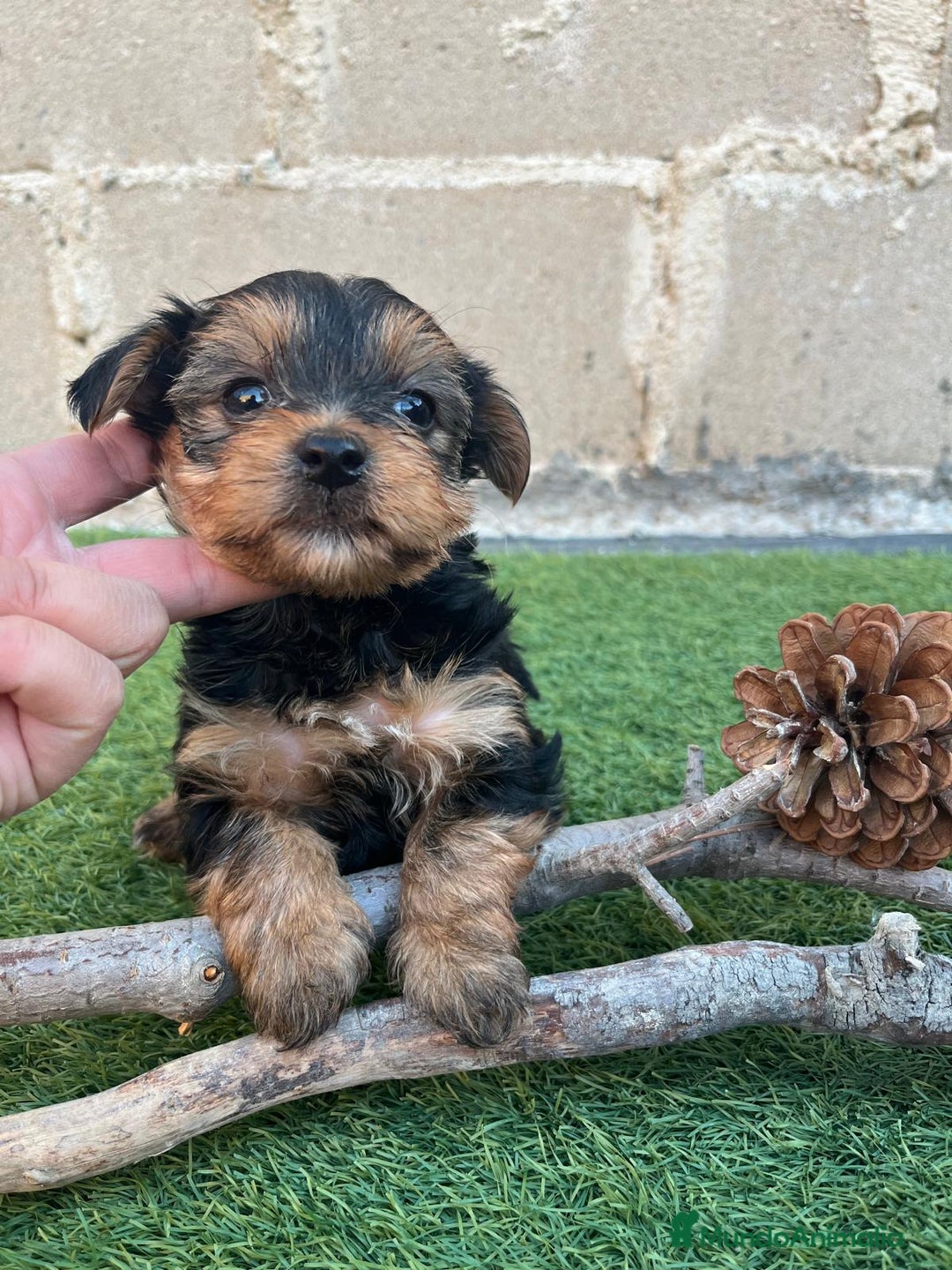 Yorkshire Terrier perros en venta: Ultimo machito - Imagen 4
