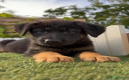 Pastor Alemán perros en venta: PASTOR ALEMAN HEMBRA - Imagen 23