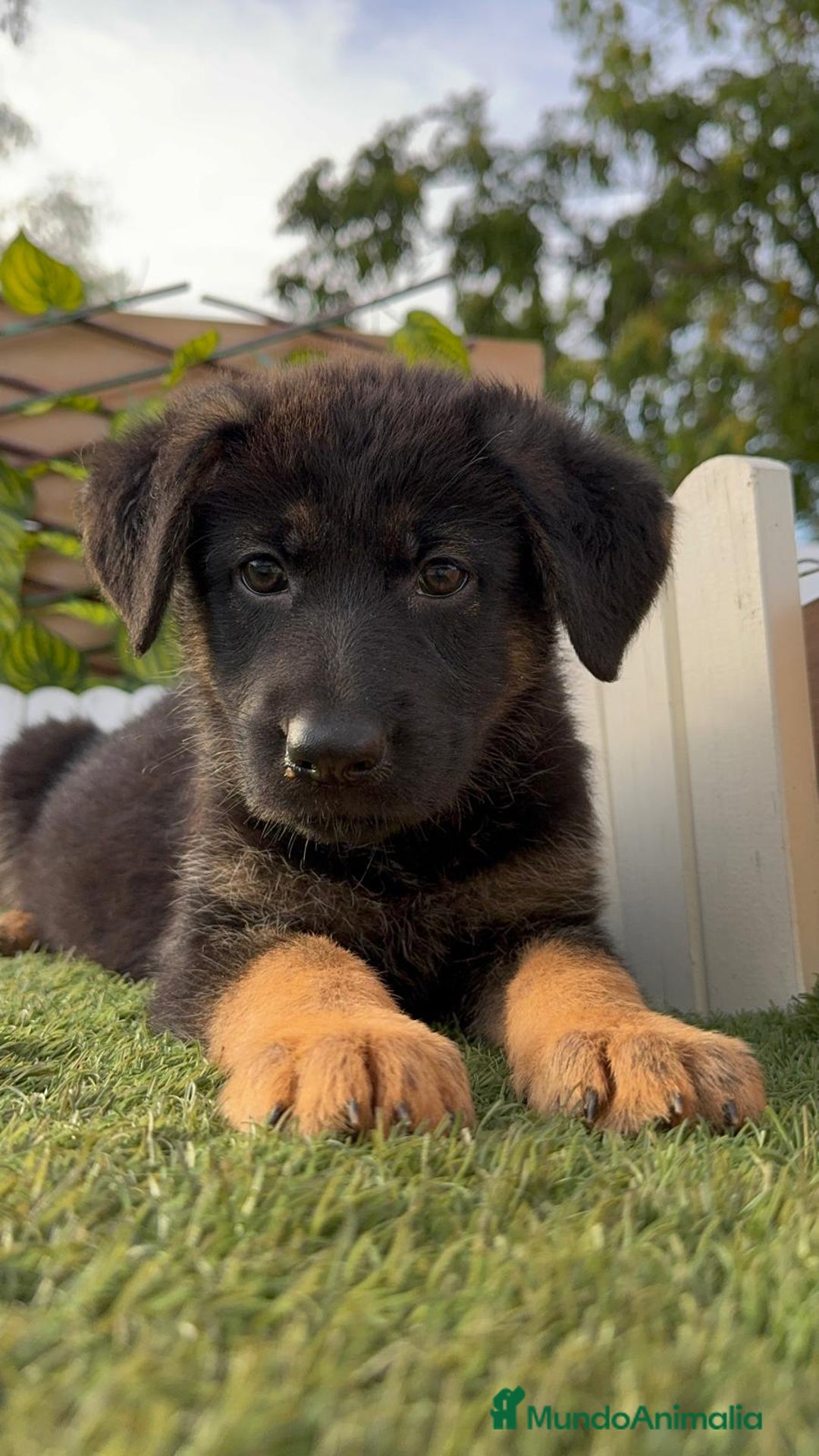 Pastor Alemán perros en venta: PASTOR ALEMAN HEMBRA - Imagen 23