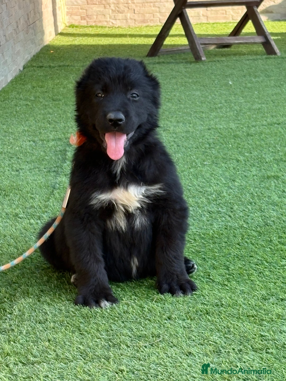 Pastor de Asia Central perros en venta: Cachorra de kangal x Alabai  - Imagen 3
