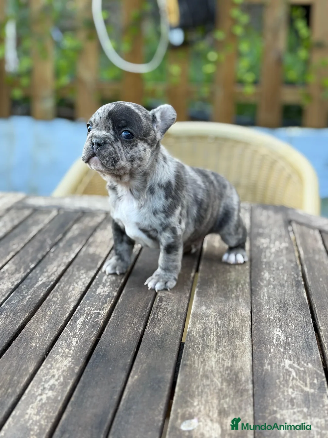 Bulldog Francés perros en venta: Bulldog francés macho Merle espectacular  - Anuncio 1