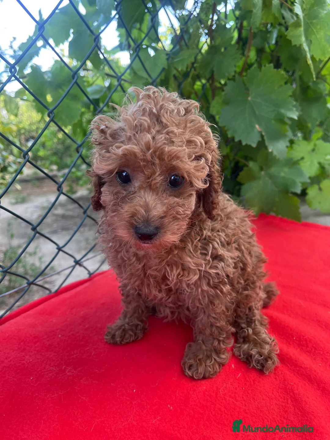 Caniche Toy perros en venta: PRECIOSA CANICHE TOY - Anuncio 3