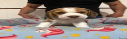 Beagle perros en venta: Cachorros beagle tricolor - Anuncio 5
