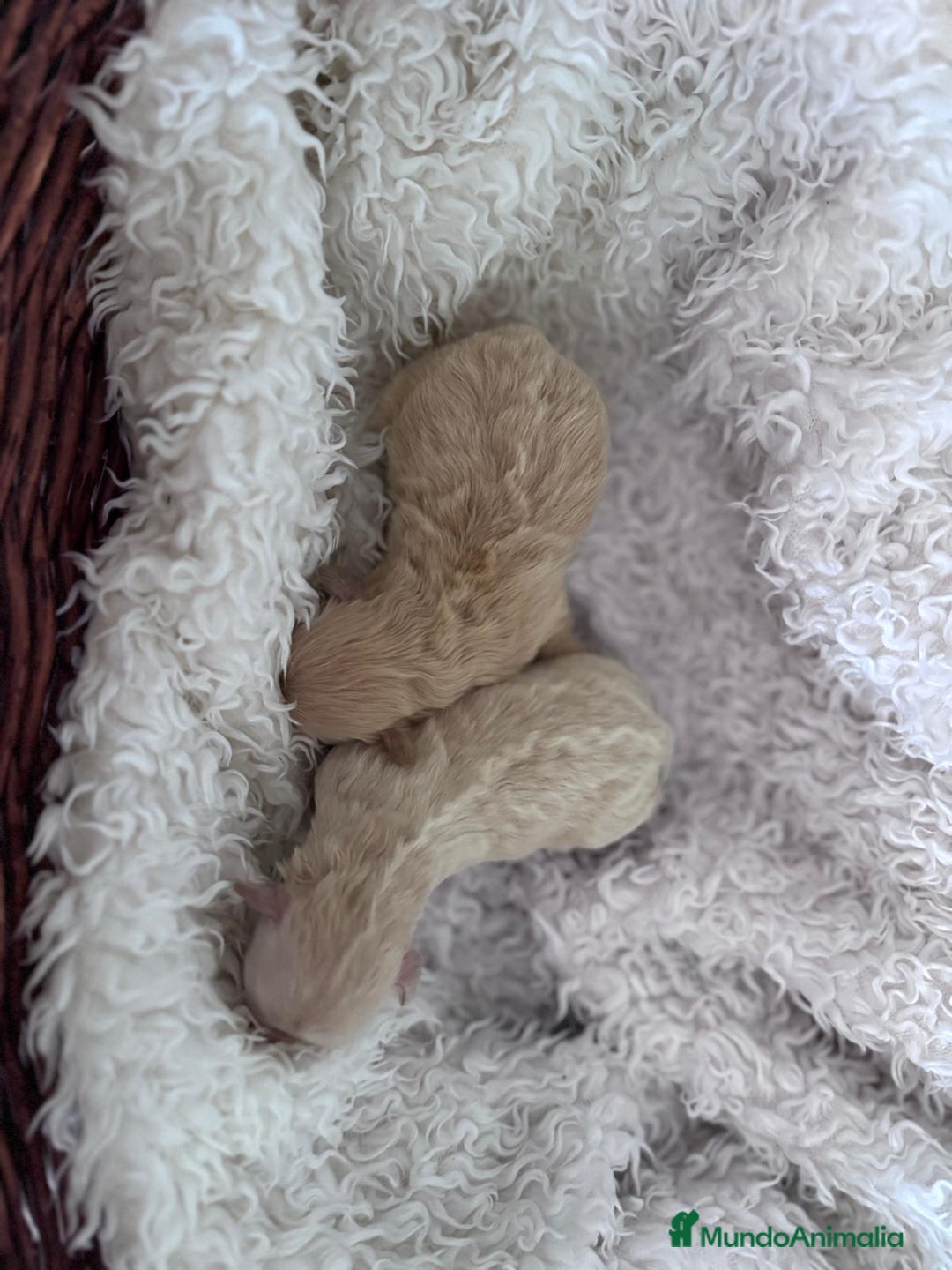 Maltipoo perros en venta: MALTIPOO HEMBRAS - Anuncio 11