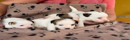 Jack Russell Terrier perros en venta: Cachorros de jack Russell disponibles - Anuncio 13