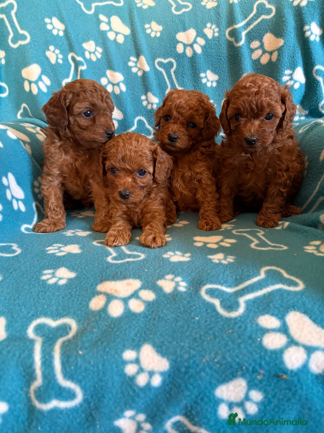 Caniche Toy perros en venta: Caniche toy - Anuncio 4