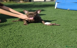 Bulldog Francés perros en venta: Bulldog francés macho  - Imagen 2