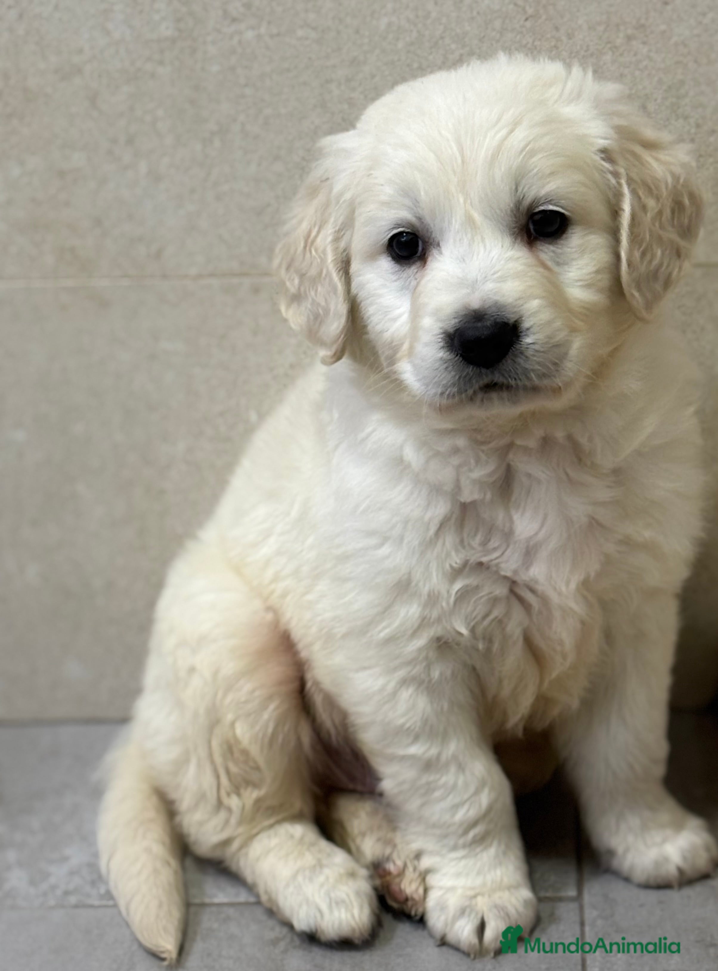 Golden Retriever perros Espectacular macho de golden retriever en Alicante - Anuncio 2