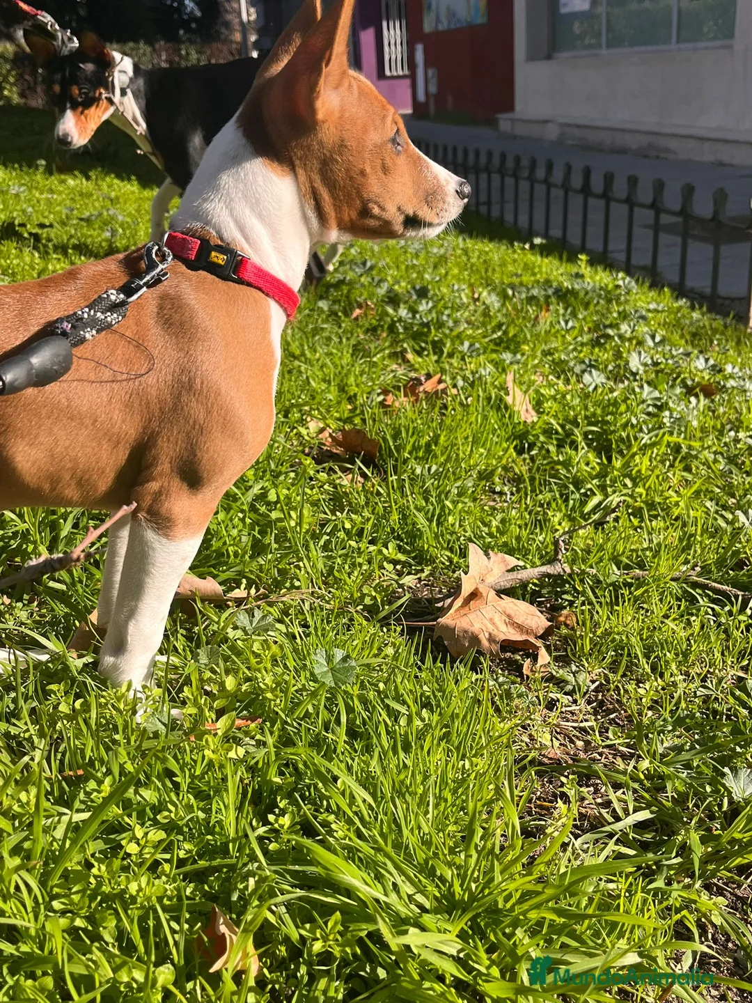 Basenji perros en venta: Cachorra de Basenji - Anuncio 2