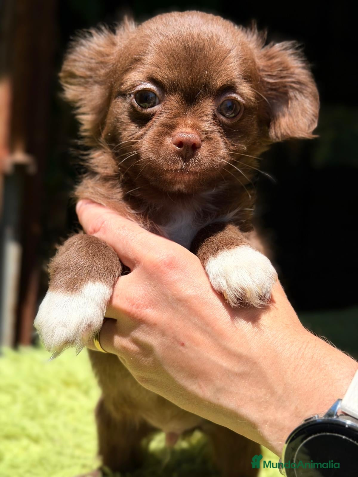 Chihuahua perros CHIHUAHUA PELO LARGO CHOCOLATE  - Anuncio 2