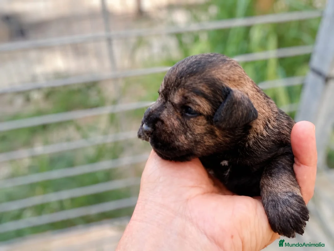 Schnauzer Miniatura perros en venta: Schnauzer cachorros  - Anuncio 9