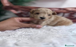 Maltipoo perros en venta: MALTIPOO HEMBRA - Imagen 13