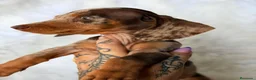 Teckel Miniatura perros en venta: TECKEL ARLEQUIN CHOCOLATE  - Anuncio 2