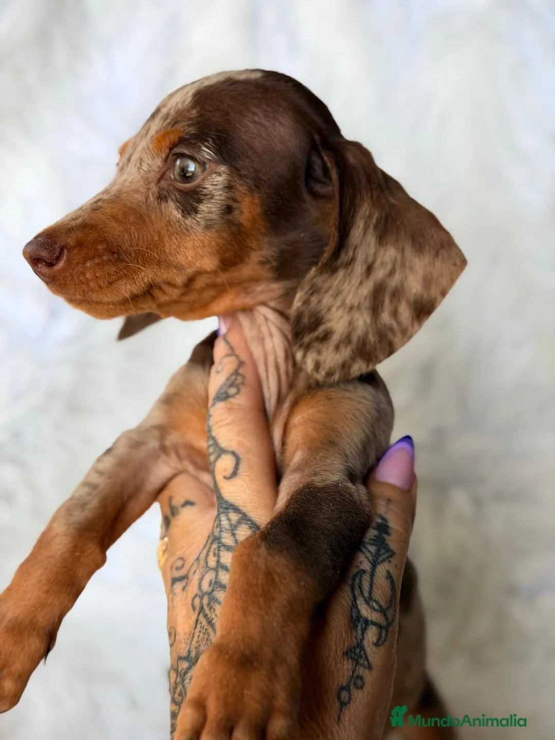 Teckel Miniatura perros en venta: TECKEL ARLEQUIN CHOCOLATE  - Anuncio 2