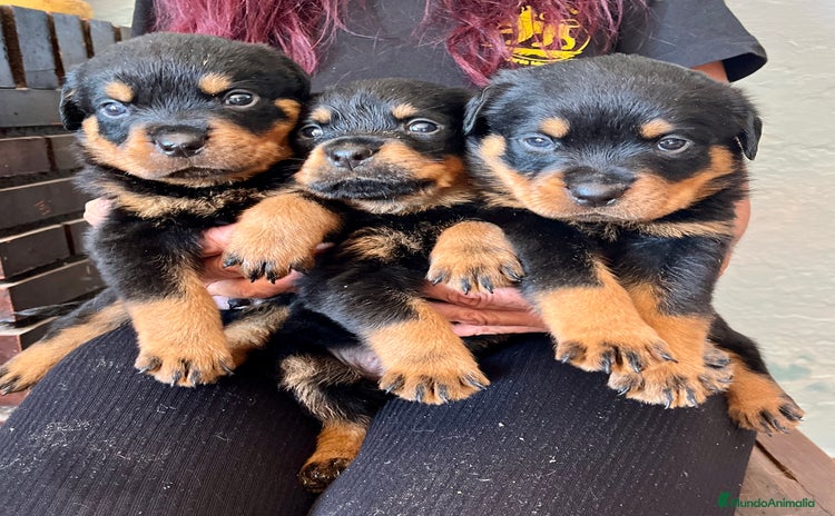 Rottweiler perros - Anuncio 2