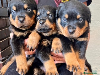 Rottweiler perros - Anuncio 2