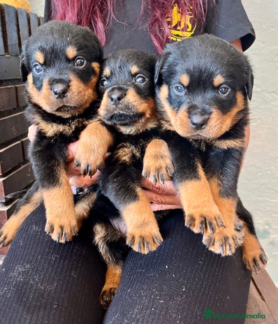 Rottweiler perros - Anuncio 1