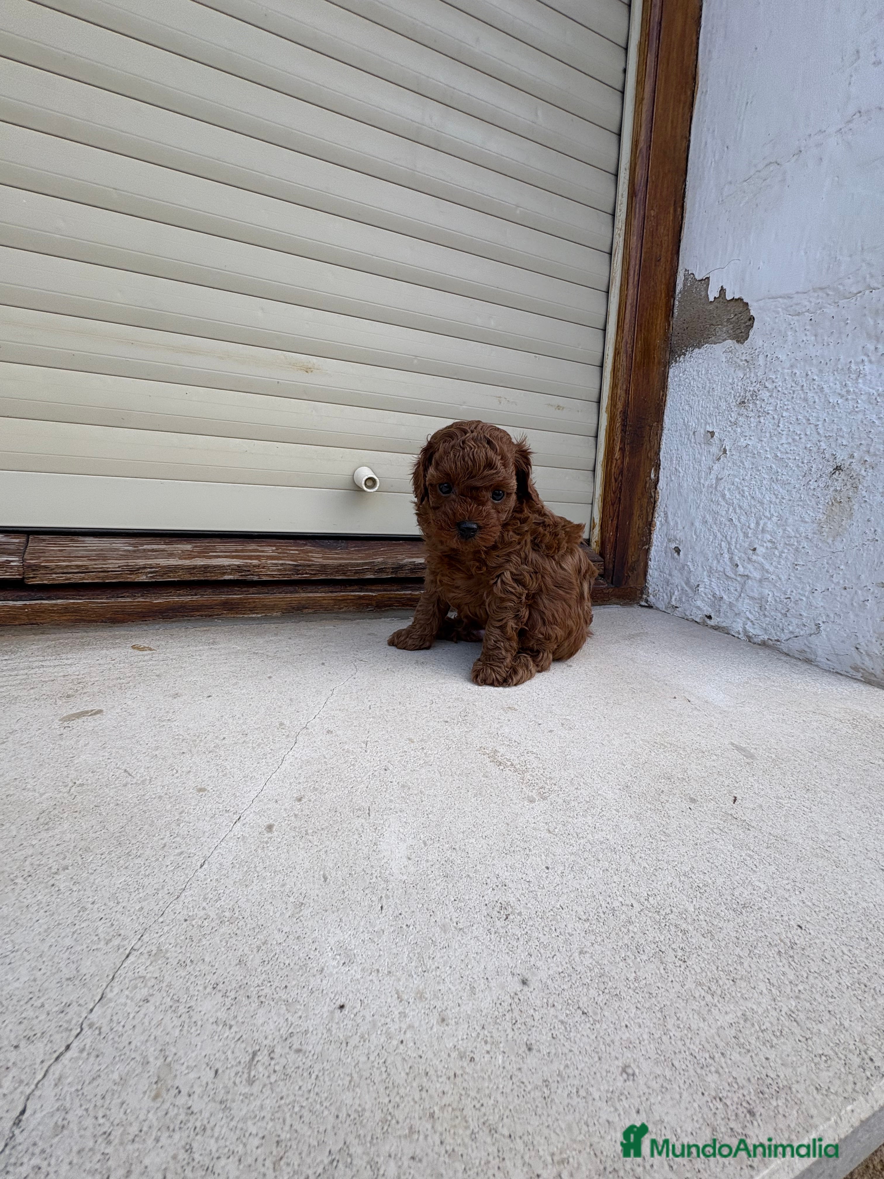 Caniche Toy perros Caniche Toy rojo intenso  - Anuncio 1