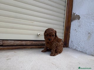 Caniche Toy perros Caniche Toy rojo intenso - Anuncio 1