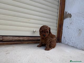 Caniche Toy perros Caniche Toy rojo intenso - Anuncio 2