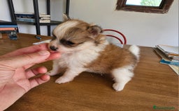 Pomerania perros en venta: Espectaculares Pomerania - Imagen 6