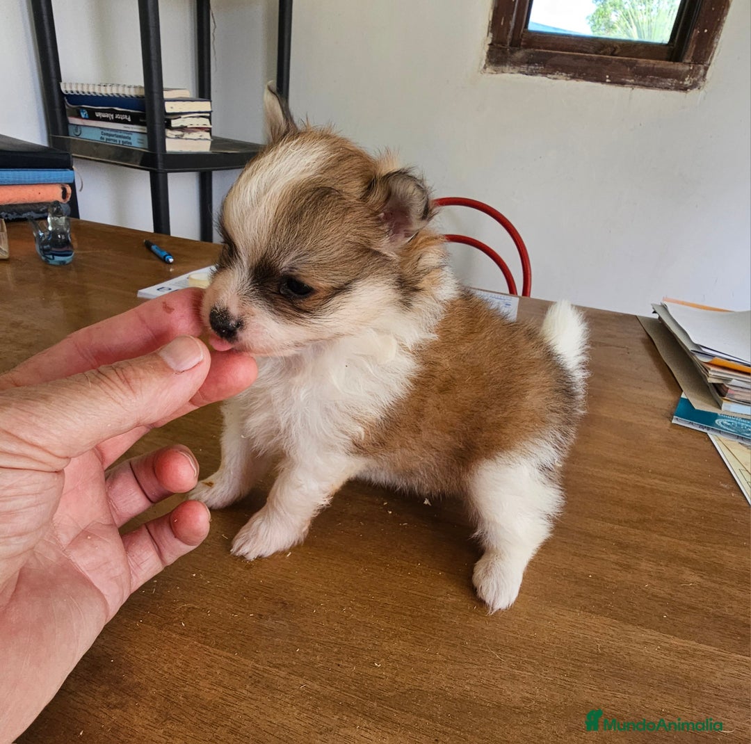 Pomerania perros en venta: Espectaculares Pomerania - Imagen 6